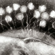 Illustration for article titled We Only Just Discovered This Super Common Virus Thats Likely Inside You